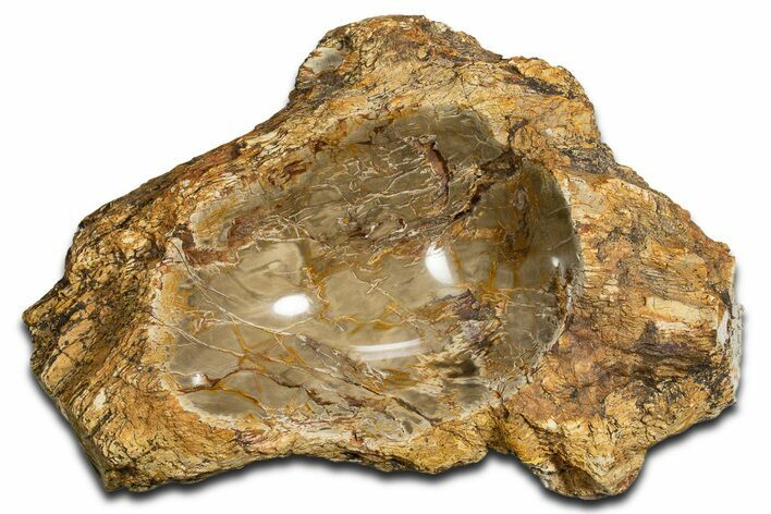 Polished Petrified Wood Soap Dish - Madagascar #346938